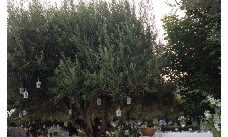 Matrimonio Sicily Uliveti
